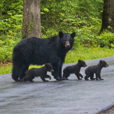 Hidden Creek, Pool Table, Hot Tub, 1089 Free Tickets Each Paid Day, Dollywood And More Gatlinburg Buitenkant foto